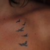 Image : Oiseaux <font size=0.3> ©Jacky tatouage</font>